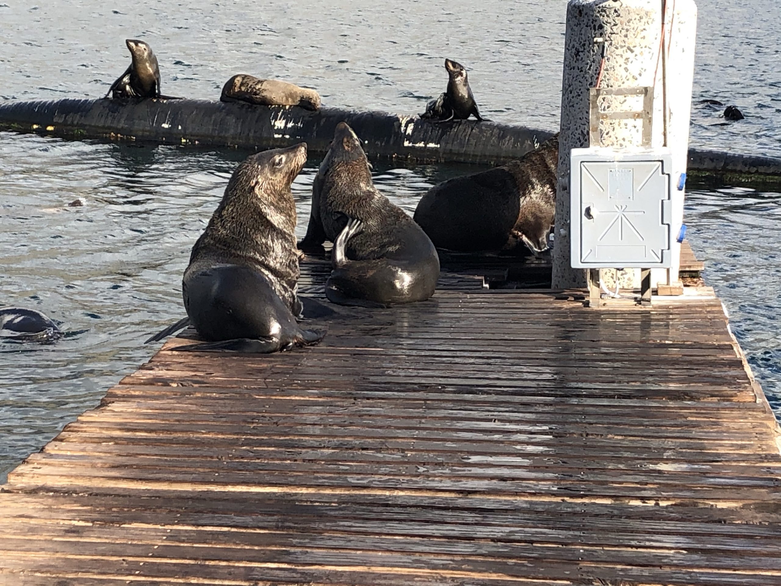 Seals
