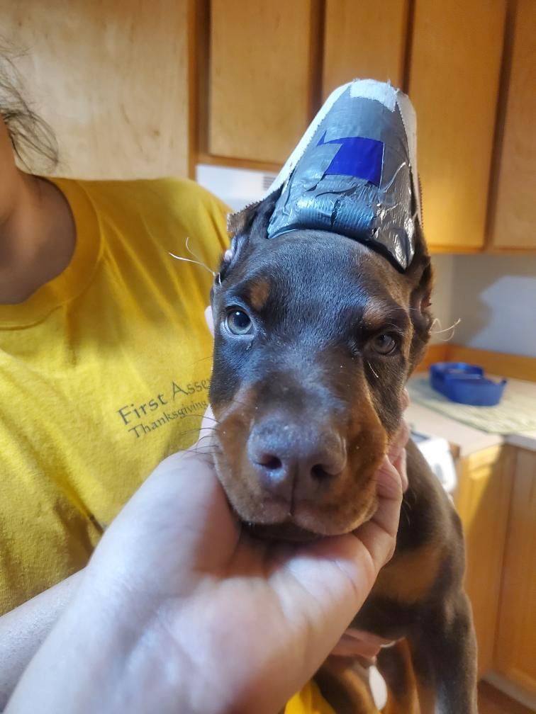 ‘Black’ Will Be Our New Family Member