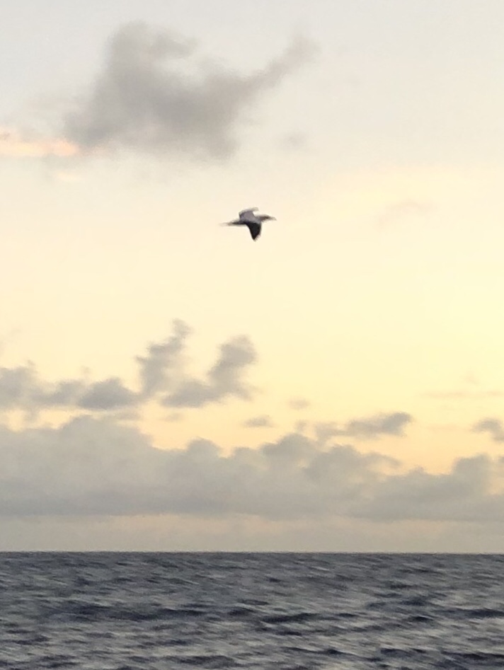 Seagulls