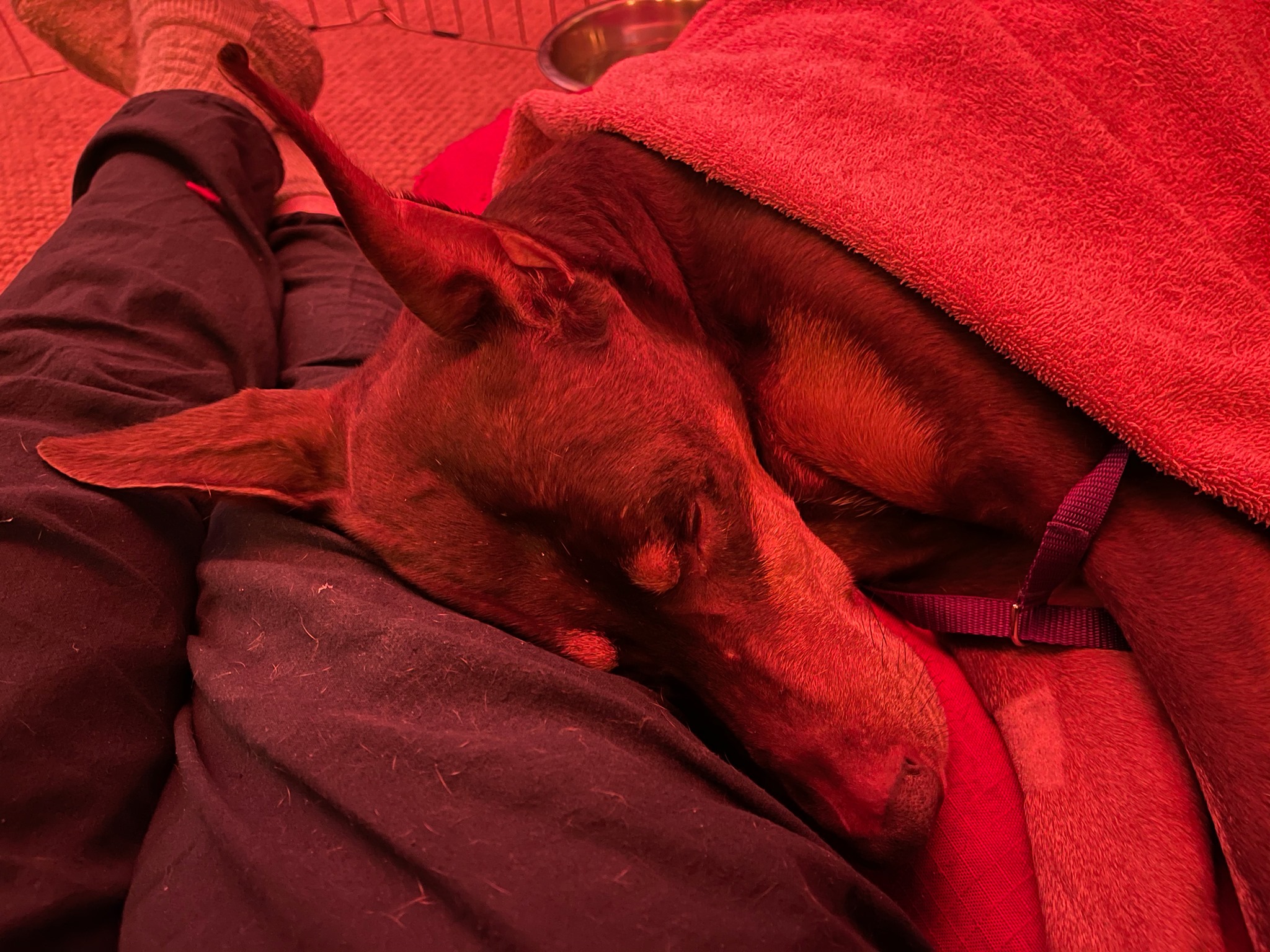 Spring snuggled up against my leg