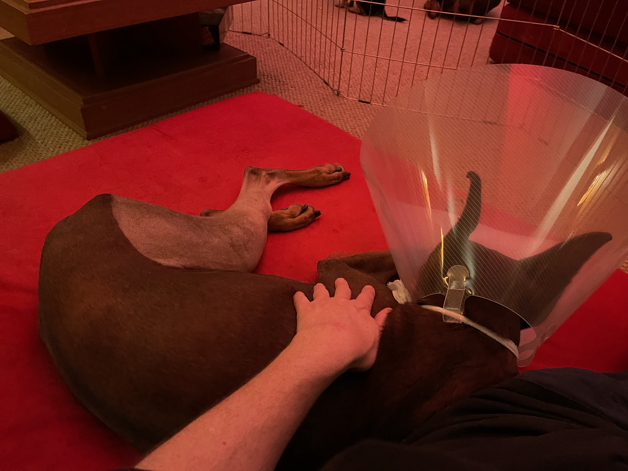Spring snuggled up against her Big Boss…