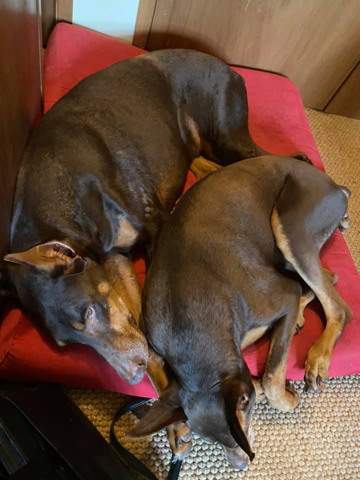 Strut and Spring struggling to share one of the dog beds (I have on