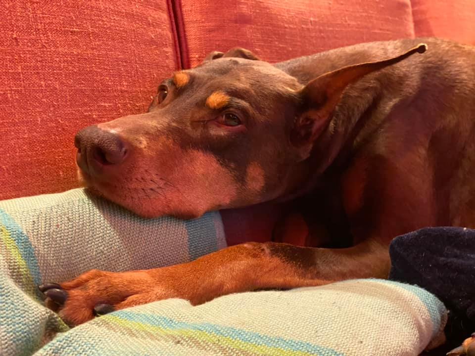 Spring kicking back