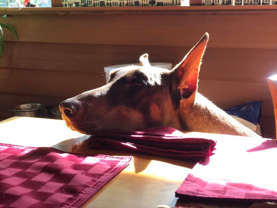 Strut recharging his batteries (our Doberman Pinschers are sola