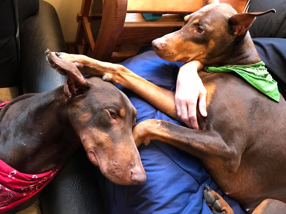 Strut on the couch in the bacon room…
