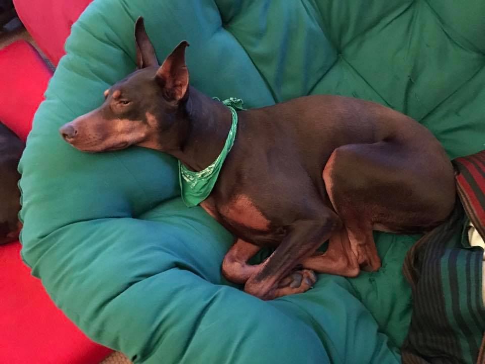 Spring resting up after eating breakfast so she will be sufficientl