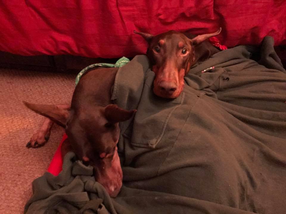 Strut and Spring ready for a hard night of sleeping under Irene’