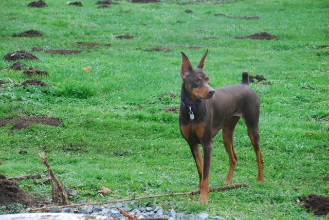 Doggies last month at the most awesome boarding kennel romping about