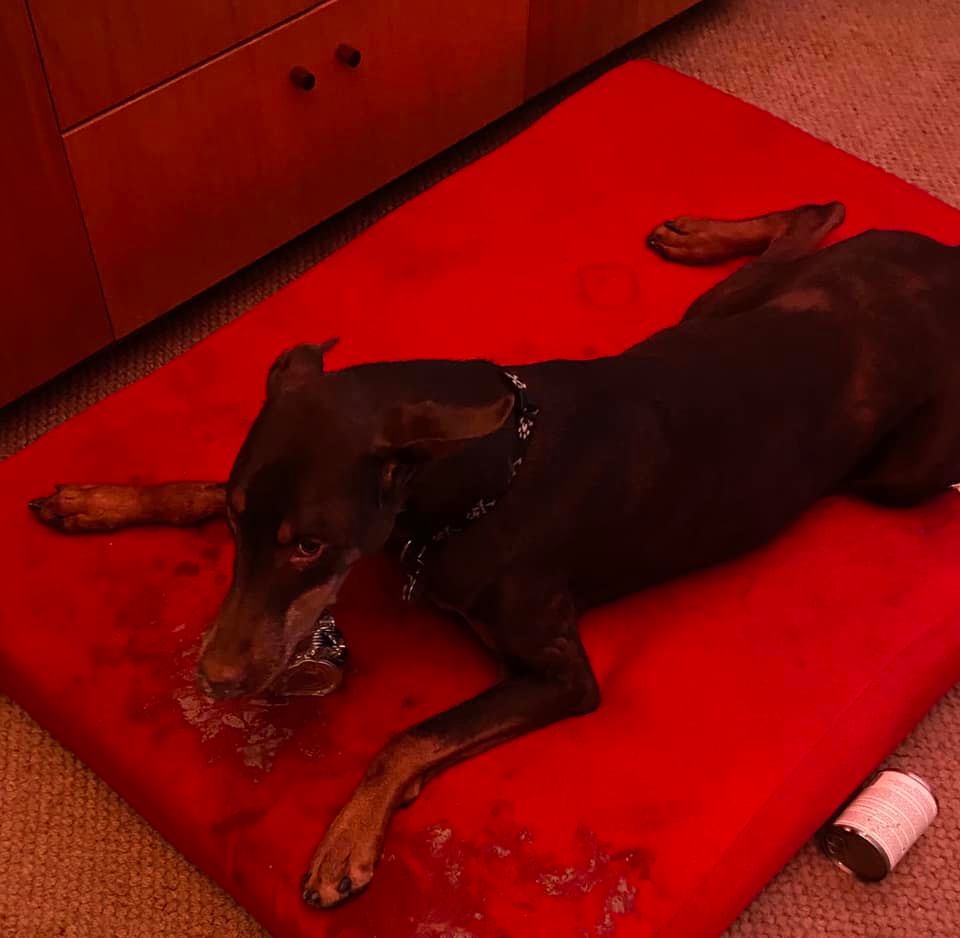 “Oh no worries, dogs can’t open sealed cans.” “Wanna bet?” “Wait…