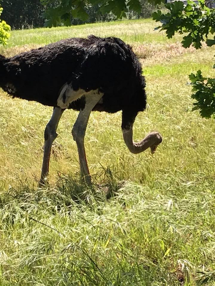 George Meyer and his friend the ostrich…