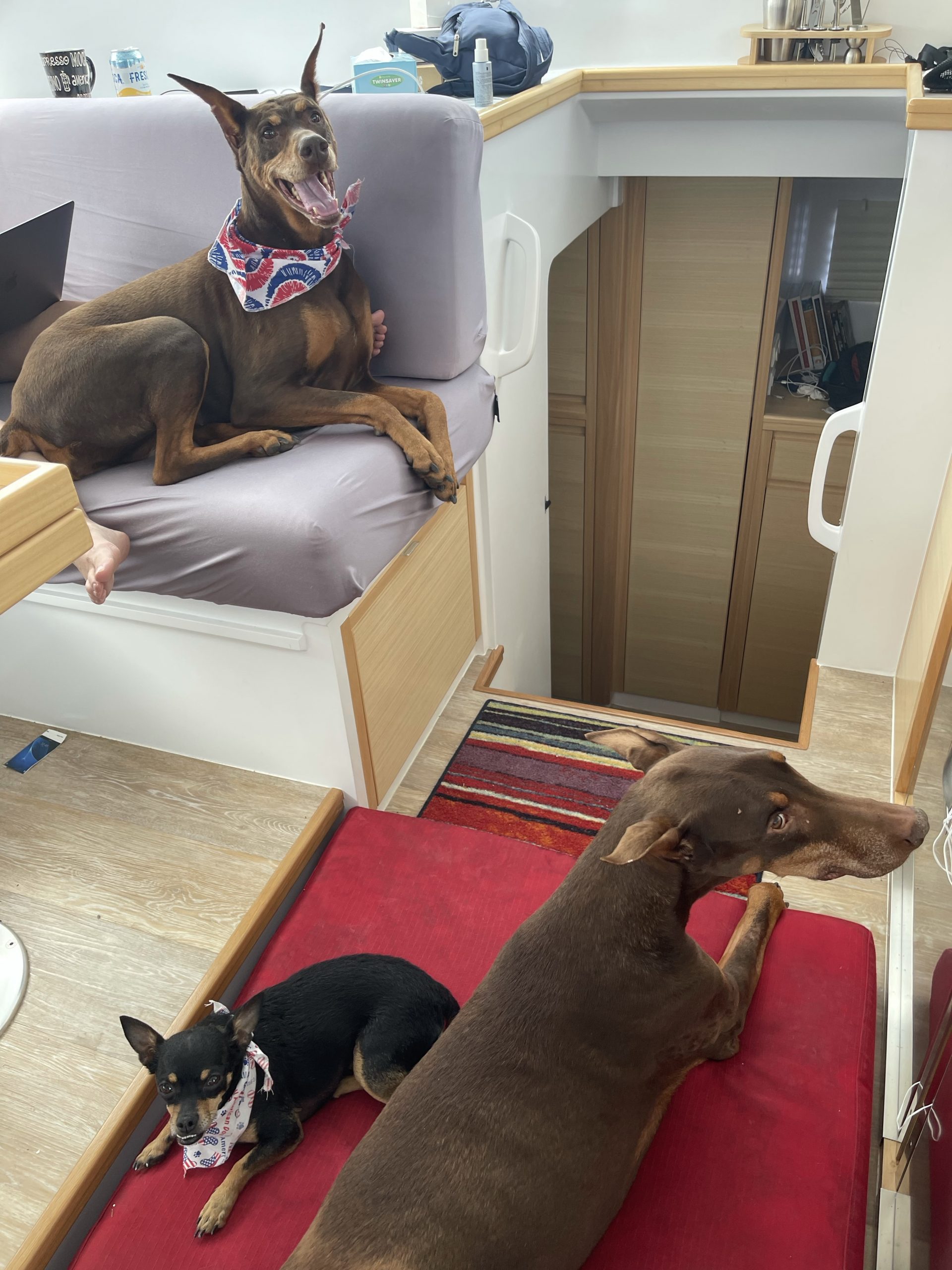 Three Dobes on a boat