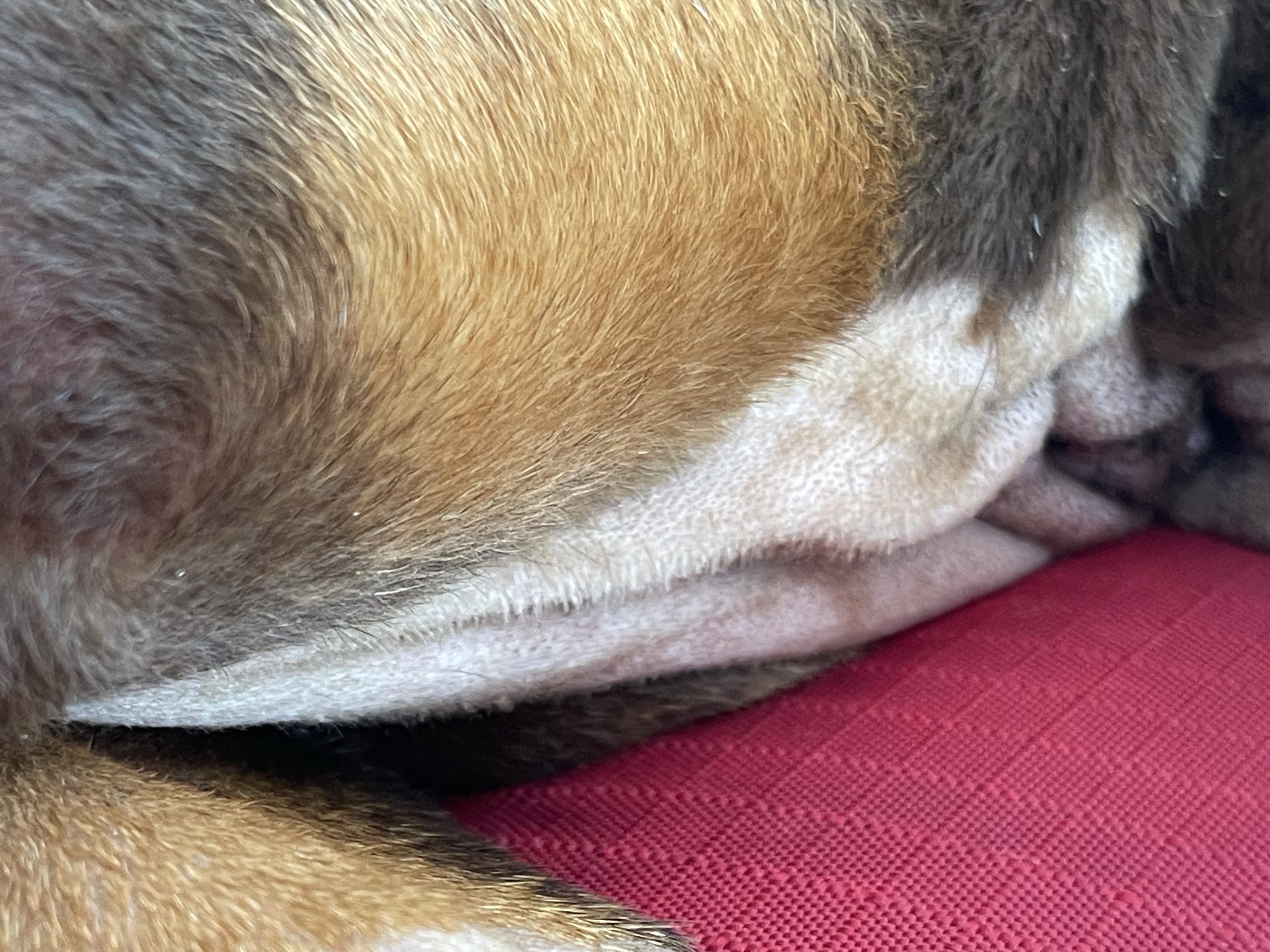 Strut’s fur is growing back in where he was shaved for surgery